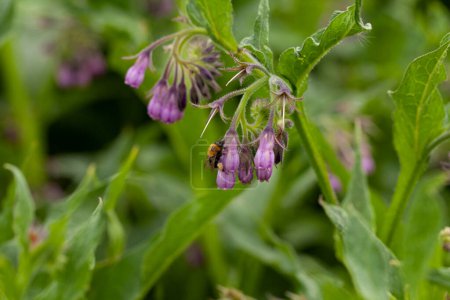 Comfrey (Symphytum officinale). Comfrey has been used in traditional medicine for centuries to treat various ailments.It has: anti-inflammatory, pain-relieving, wound-healing,bone-strengthening effect