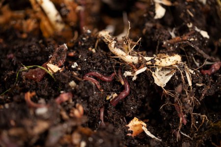 Téléchargez les photos : Les vers de terre jouent un rôle vital dans le processus de compostage : ils décomposent la matière organique, comme les feuilles, l'herbe, les déchets alimentaires, en compost riche en nutriments. Ce compost peut ensuite être utilisé pour fertiliser les plantes - en image libre de droit
