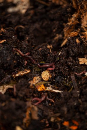 Téléchargez les photos : Les vers de terre jouent un rôle vital dans le processus de compostage : ils décomposent la matière organique, comme les feuilles, l'herbe, les déchets alimentaires, en compost riche en nutriments. Ce compost peut ensuite être utilisé pour fertiliser les plantes - en image libre de droit