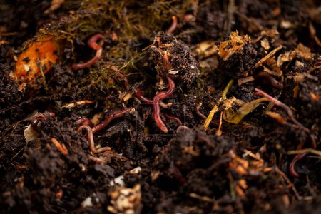 Regenwürmer spielen bei der Kompostierung eine entscheidende Rolle. Sie spalten organische Substanzen wie Blätter, Gras, Essensreste in nährstoffreichen Kompost auf. Dieser Kompost kann dann zum Düngen von Pflanzen verwendet werden.