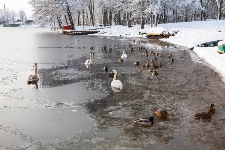 Une journée extrêmement froide (-20C) à Trakai, Lituanie. La glace gèle, ne laissant aucune place aux oiseaux sauvages - cygnes et canards. Le soir, ils s'envoleront tous vers des rivières non gelées....