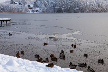 Un día amargamente frío (-20C) en Trakai, Lituania. El hielo se está congelando, sin dejar espacio para las aves silvestres - cisnes y patos. Por la noche, todos volarán a ríos descongelados...