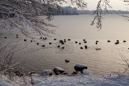 Une journée extrêmement froide (-20C) à Trakai, Lituanie. La glace gèle, ne laissant aucune place aux oiseaux sauvages - cygnes et canards. Le soir, ils s'envoleront tous vers des rivières non gelées....