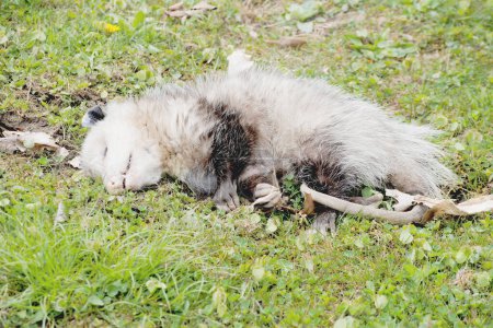 Photo for Playing Possum? (Opossum - disambiguation) - Royalty Free Image