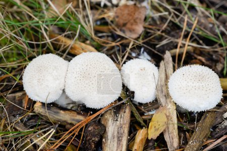 Photo pour Lycoperdon perlatum, champignon blanc à puffball commun foyer sélectif rapproché - image libre de droit