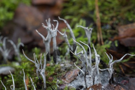 Téléchargez les photos : Xylaria hypoxylon, champignon chandelier, bois de carbone foyer sélectif rapproché - en image libre de droit