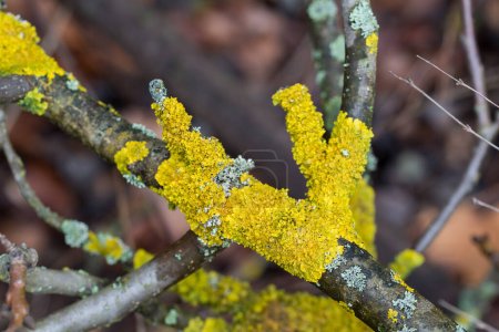 Xanthoria parietina, lichen orangé commun sur rameau foyer sélectif rapproché