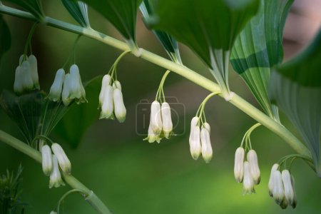 Téléchargez les photos : Polygonatum multiflorum, le phoque de Salomon fleurs de la forêt blanche gros plan foyer sélectif - en image libre de droit