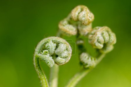 Téléchargez les photos : Pteridium aquilinum, saule jeunes pousses de printemps gros plan foyer sélectif - en image libre de droit