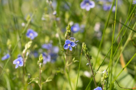 Photo for Veronica chamaedrys,  germander speedwell blue meadow flowers closeup selective focus - Royalty Free Image