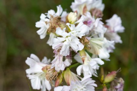 Photo for Saponaria officinalis, common soapwort white summer flowers closeup selective focus - Royalty Free Image