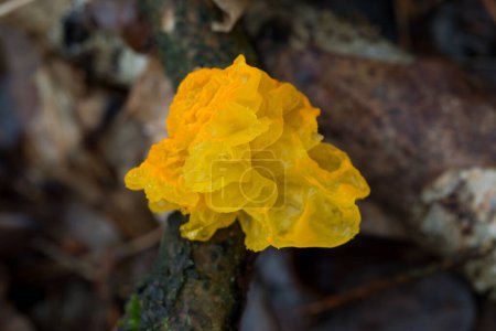 Goldener Gelee-Pilz, Tremella mesenterica auf Zweig Nahaufnahme selektiver Fokus
