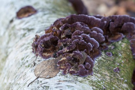 Téléchargez les photos : Chondrostereum purpureum champignon sur le bouleau gros plan foyer sélectif - en image libre de droit