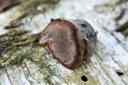 Zunder-Pilz, Fomes fomentarius auf umgestürzten Birken Nahaufnahme selektiver Fokus