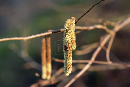 Corylus avellana, Hasel Frühling männliche Kätzchen Nahaufnahme selektiver Fokus