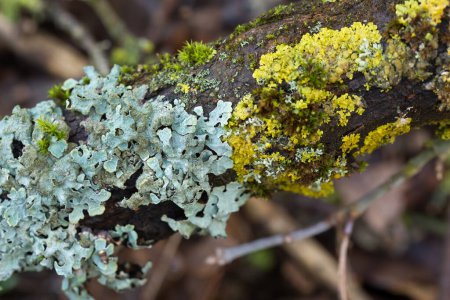 lichen species and moss on tree branch closeup selective focus