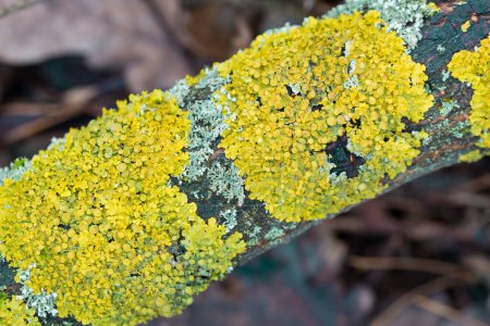 lichen orange commun, Xanthoria parietina sur branche d'arbre foyer sélectif rapproché