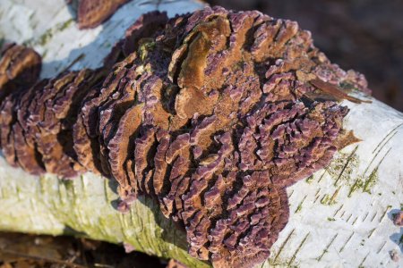 Téléchargez les photos : Chondrostereum purpureum champignon sur le bouleau gros plan foyer sélectif - en image libre de droit