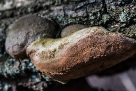 Eiche Zunder, Fomitiporia robusta Pilz auf Baum Nahaufnahme selektiver Fokus