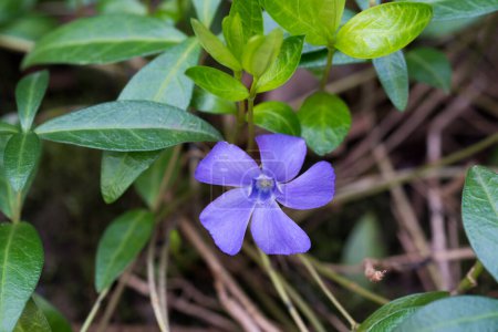 greater periwinkle, vincca major blue  flower closeup selective focus