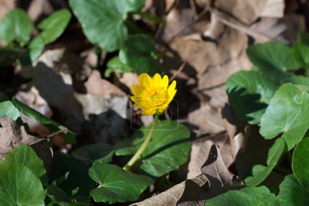 Ficaria verna, lesser celandine spring yellow flowers closeup selective focus