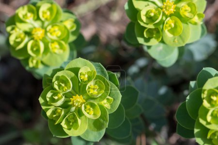 Euphorbia, euphorbe de jardin fleurs vert printemps gros plan foyer sélectif
