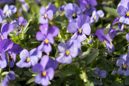 Viola tricolor, wildes Stiefmütterchen Frühling violette Blüten Nahaufnahme selektiver Fokus