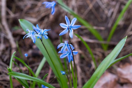 Blue scilla spring flowers closeup selective focus