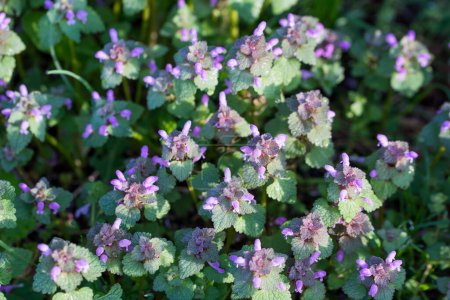 lamium purpureum, purple dead-nettle spring flowers closeup selective focus