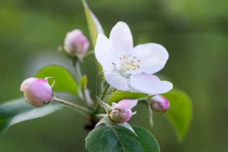 Malus domestica, flores blancas manzana primer plano enfoque selectivo