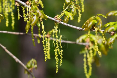 Quercus robur, Stieleiche, männliche Blüten Nahaufnahme selektiver Fokus