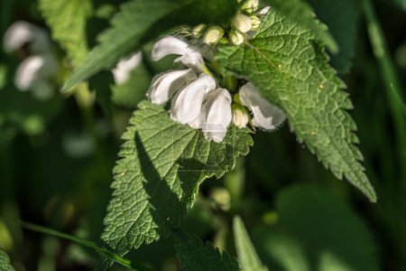 Ortie blanche, Lamium album blanc fleur gros plan sélectif focus