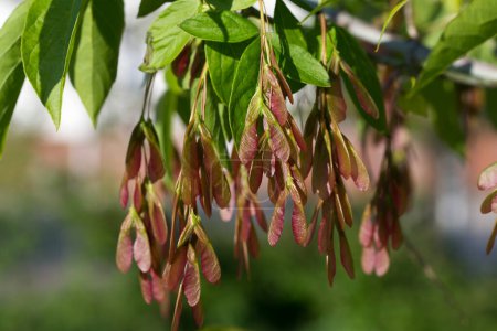 Buchsbaumahorn, Acer negundo Früchte Nahaufnahme selektiver Fokus