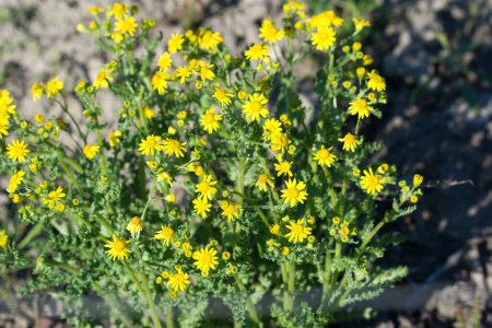 Jacobaea vulgaris, common ragwort spring yellow flowers closeup selective focus