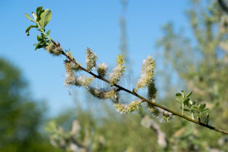 Salix caprea, goat willow spring catkins closeup selective focus