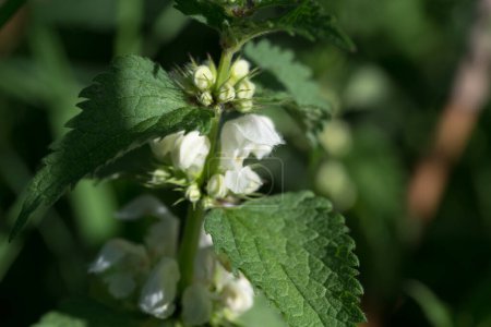 Ortie blanche, Lamium album blanc printemps fleur gros plan sélectif focus