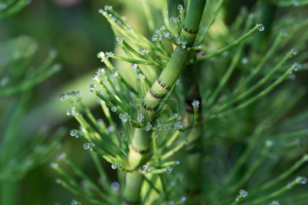 Equisetum fluviatile, water horsetail spring  stem closeup selective focus
