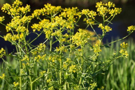 Photo for Isatis tinctoria, dyer's woad spring yellow flowers closeup selective focus - Royalty Free Image