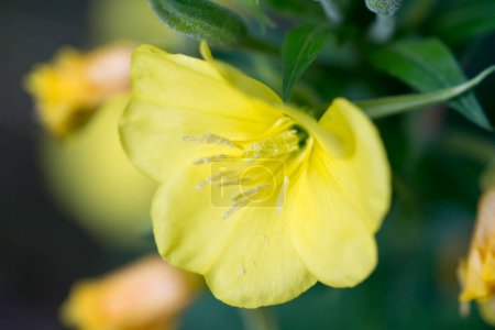 common evening-primrose, yellow summer flower