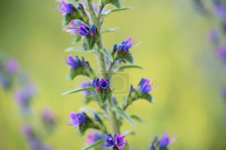 viper's bugloss, blueweed, echium vulgare summer flowers closeup selective focus