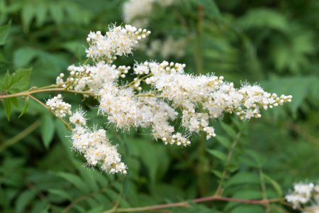 falsa spiraea, flores blancas de verano 