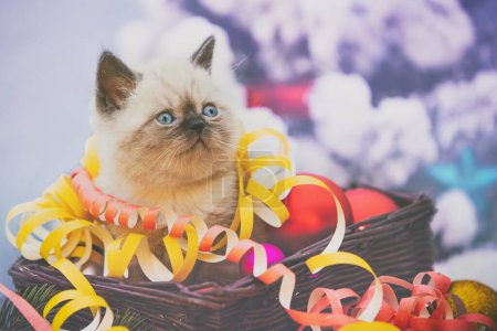 Téléchargez les photos : Petit chaton blanc enveloppé de serpentine, assis dans un panier avec décoration de Noël. - en image libre de droit