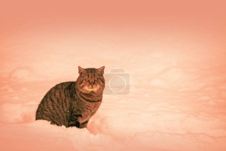 Foto de Retrato de un lindo gato callejero sentado en la nieve en invierno en color coral tranquilo de moda - Imagen libre de derechos