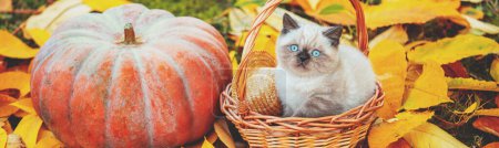Photo for Little kitten sitting near big musk pumpkin. Kitten sitting in a basket on fallen yellow leaves in autumn. Horizontal banner - Royalty Free Image