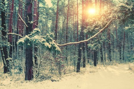 Téléchargez les photos : Forêt de pins neigeux en hiver par temps ensoleillé - en image libre de droit