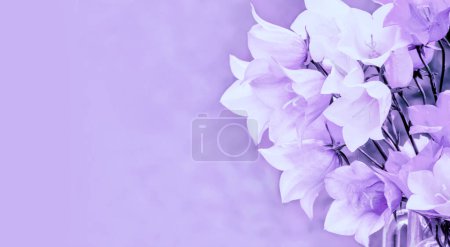 Foto de White harebell flowers in violet toning. Bouget of summer flowers.  Horizontal banner - Imagen libre de derechos