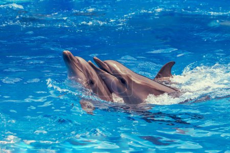 Ein paar Delfine schwimmen im Meer