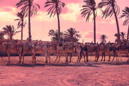 Photo for Camel caravan in the evening near a row of palm trees - Royalty Free Image