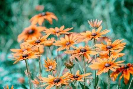 Téléchargez les photos : Floraison vintage Rudbeckia hirta (Susan aux yeux noirs) fleurs dans le jardin en été - en image libre de droit