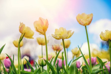 Żółte i różowe tulipany kwitnące w ogrodzie na tle nieba. Wiosenne tło natury